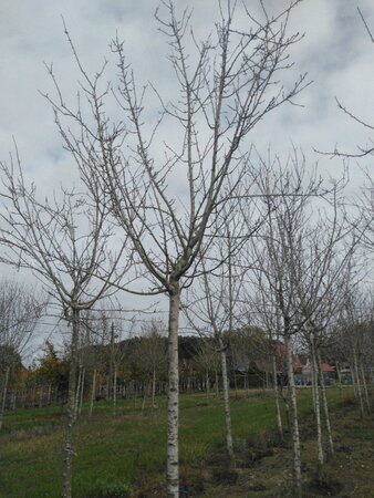 Prunus d. 'Reine Claude d'Oullins' GEELGROEN 25-30 Hoogstam draadkluit 3 X verplant boven vered.