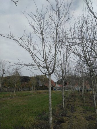 Prunus d. 'Reine Claude d'Oullins' GEELGROEN 30-35 Hoogstam draadkluit 3 X verplant onder vered.