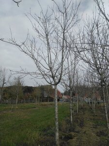 Prunus d. 'Reine Claude d'Oullins' GEELGROEN 30-35 Hoogstam draadkluit 3 X verplant onder vered.