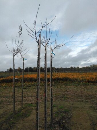 Prunus d. 'Reine Claude Verte' 10-12 Hoogstam wortelgoed boven vered. 225 cm stam