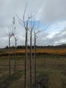 Prunus d. 'Reine Claude Verte' 10-12 Hoogstam wortelgoed boven vered. 225 cm stam