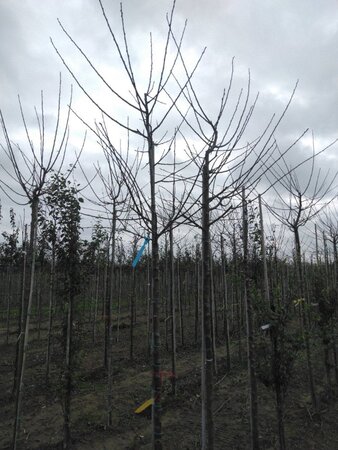 Prunus d. 'Reine Claude Verte' 10-12 Hoogstam wortelgoed onder vered.