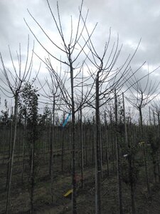 Prunus d. 'Reine Claude Verte' 10-12 Hoogstam wortelgoed onder vered.