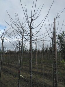 Prunus d. 'Reine Claude Verte' 12-14 Hoogstam wortelgoed 2 X verplant onder vered.