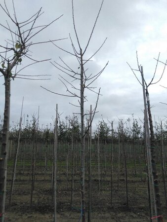 Prunus d. 'Reine Claude Verte' 6-8 Hoogstam wortelgoed onder vered.