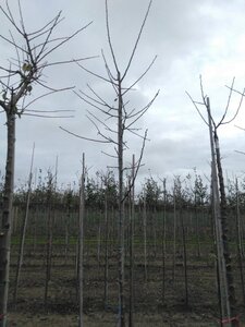 Prunus d. 'Reine Claude Verte' 6-8 Hoogstam wortelgoed onder vered.