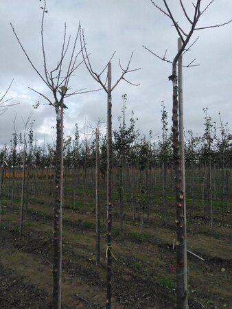 Prunus d. 'Reine Claude Verte' 8-10 STA4 BR top grafted 200 cm stem