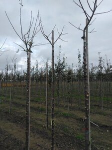 Prunus d. 'Reine Claude Verte' 8-10 STA4 BR top grafted 200 cm stem