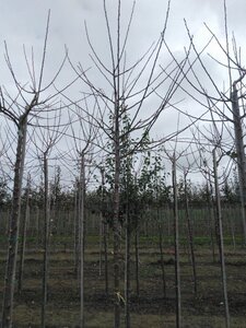 Prunus d. 'Reine Claude Verte' 8-10 Hoogstam wortelgoed onder vered.