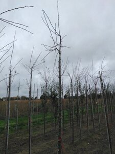 Prunus d. 'Victoria' (laat) ROOD/ROZE 10-12 Hoogstam wortelgoed boven vered. 225 cm stam
