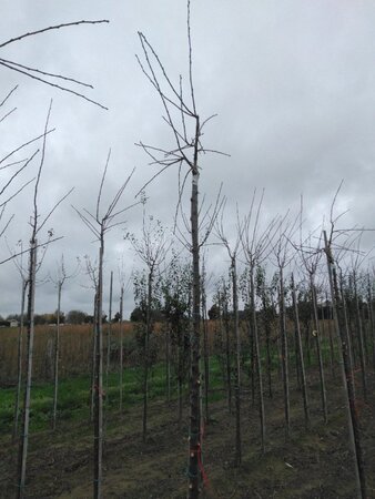 Prunus d. 'Victoria' (laat) ROOD/ROZE 10-12 STA BR top grafted 225 cm stem