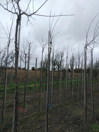 Prunus d. 'Victoria' (laat) ROOD/ROZE 6-8 Hoogstam wortelgoed boven vered. 225 cm stam