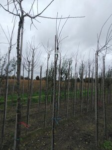 Prunus d. 'Victoria' (laat) ROOD/ROZE 6-8 Hoogstam wortelgoed boven vered. 225 cm stam