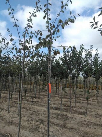 Prunus d. 'Victoria' (laat) ROOD/ROZE 6-8 Hoogstam wortelgoed onder vered.