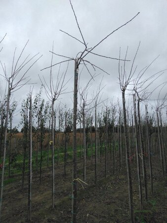 Prunus d. 'Victoria' (laat) ROOD/ROZE 8-10 STA4 BR top grafted 200 cm stem