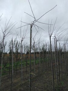 Prunus d. 'Victoria' (laat) ROOD/ROZE 8-10 STA4 BR top grafted 200 cm stem