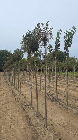 Prunus eminens 'Umbraculifera' 10-12 Hoogstam wortelgoed boven vered.
