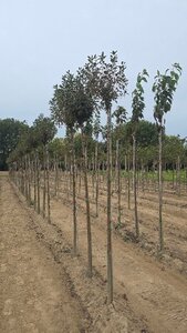 Prunus eminens 'Umbraculifera' 10-12 Hoogstam wortelgoed boven vered.