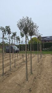 Prunus eminens 'Umbraculifera' 12-14 Hoogstam wortelgoed 2 X verplant boven vered.