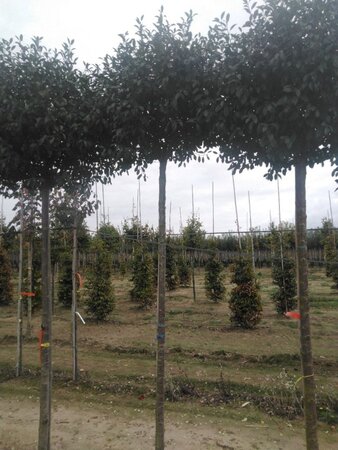 Prunus eminens 'Umbraculifera' 14-16 Hoogstam wortelgoed 3 X verplant boven vered.