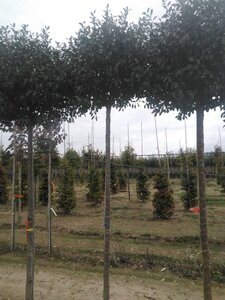 Prunus eminens 'Umbraculifera' 14-16 Hoogstam wortelgoed 3 X verplant boven vered.