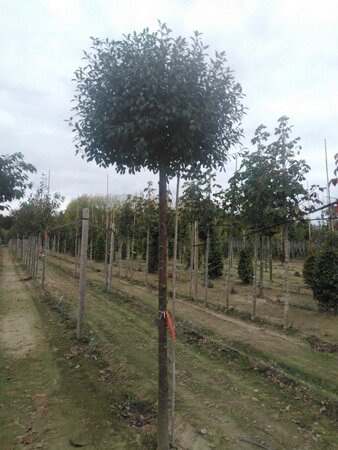 Prunus eminens 'Umbraculifera' 20-25 Hoogstam draadkluit 3 X verplant