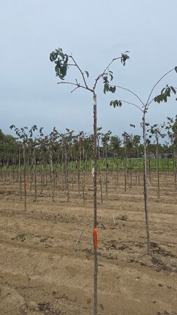 Prunus 'Kiku-shidare-zakura' 6-8 Hoogstam wortelgoed boven vered.