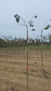 Prunus 'Kiku-shidare-zakura' 6-8 Hoogstam wortelgoed boven vered.