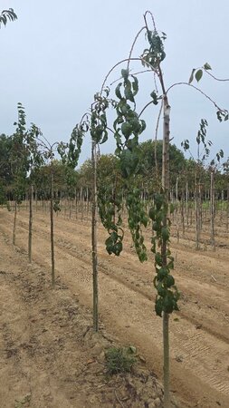 Prunus 'Kiku-shidare-zakura' 8-10 Hoogstam wortelgoed boven vered.