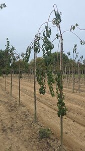 Prunus 'Kiku-shidare-zakura' 8-10 Hoogstam wortelgoed boven vered.