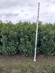 Prunus l. Etna 150-175 cm met kluit