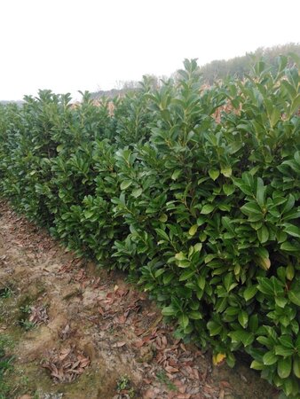 Prunus l. Etna 150-175 cm met kluit - afbeelding 2