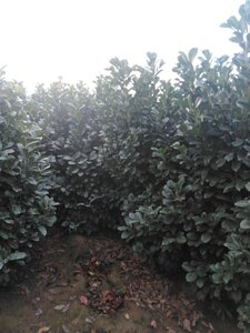 Prunus l. Etna 175-200 cm met kluit - afbeelding 2