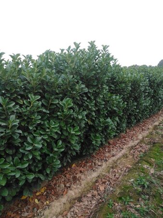 Prunus l. Etna 175-200 cm met kluit - afbeelding 1