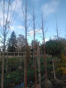 Prunus maackii 'Amber Beauty' 14-16 Hoogstam draadkluit 3 X verplant