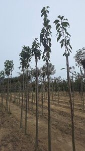 Prunus ser. 'Amanogawa' 10-12 Hoogstam wortelgoed boven vered.