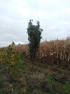 Prunus ser. 'Amanogawa' 250-300 cm wortelgoed struik