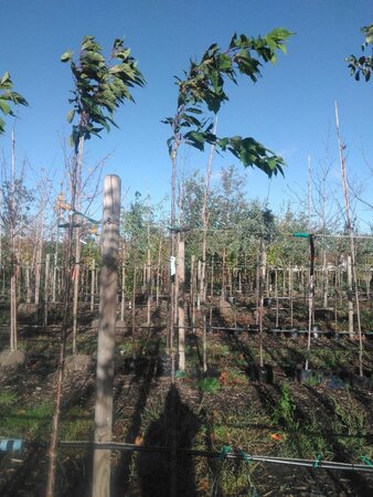 Prunus ser. 'Amanogawa' 6-8 STA BAG