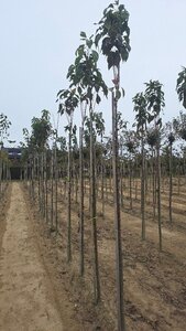 Prunus ser. 'Amanogawa' 8-10 Hoogstam wortelgoed boven vered.