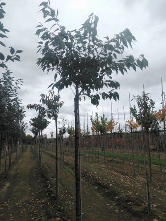 Prunus sargentii 14-16 Hoogstam wortelgoed 3 X verplant boven vered.