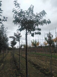 Prunus sargentii 14-16 Hoogstam wortelgoed 3 X verplant boven vered.