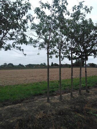 Prunus sargentii 20-25 Hoogstam draadkluit 4 X verplant