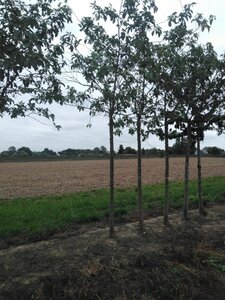 Prunus sargentii 20-25 Hoogstam draadkluit 4 X verplant