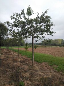 Prunus sargentii 35-40 Hoogstam draadkluit 4 X verplant