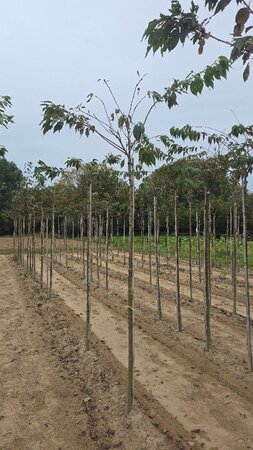 Prunus sargentii 8-10 Hoogstam wortelgoed boven vered.