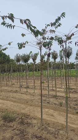 Prunus subh. 'Autumnalis Rosea' 10-12 Hoogstam wortelgoed boven vered.