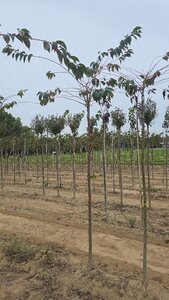 Prunus subh. 'Autumnalis Rosea' 10-12 Hoogstam wortelgoed boven vered.