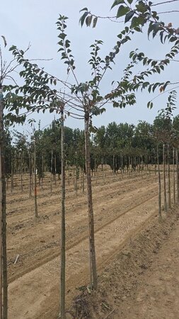 Prunus subh. 'Autumnalis Rosea' 12-14 Hoogstam wortelgoed 2 X verplant boven vered.