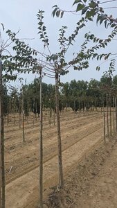 Prunus subh. 'Autumnalis Rosea' 12-14 Hoogstam wortelgoed 2 X verplant boven vered.