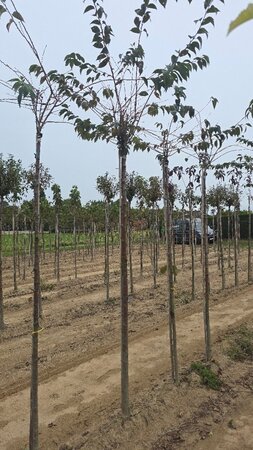 Prunus subh. 'Autumnalis Rosea' 14-16 Hoogstam wortelgoed 3 X verplant boven vered.